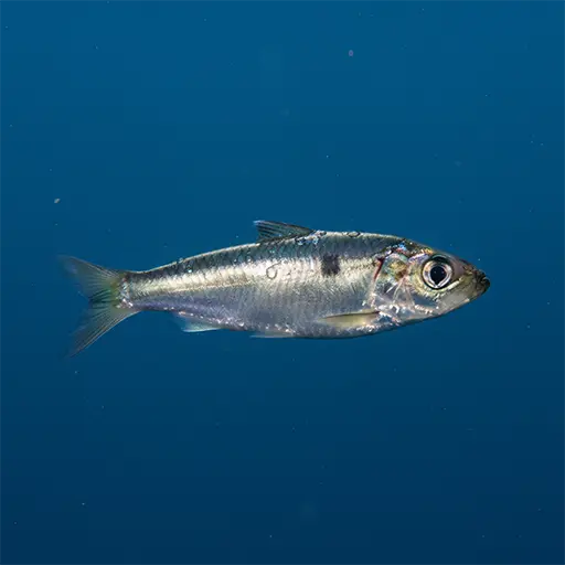 Premium Sardine